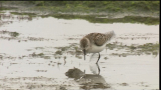 Western Sandpiper - ML423077