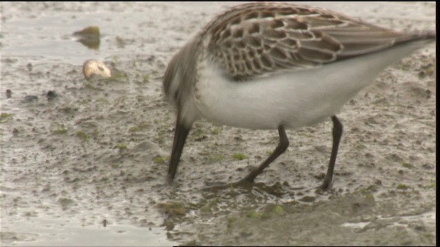 Western Sandpiper - ML423078