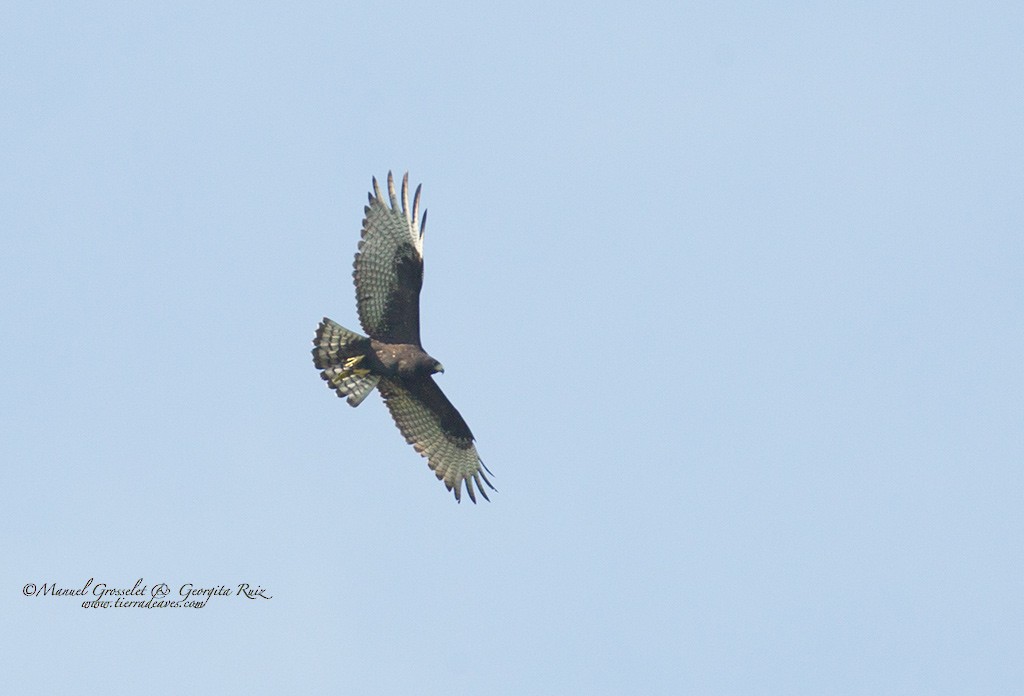 Zone-tailed Hawk - manuel grosselet