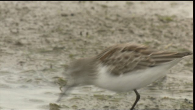 Western Sandpiper - ML423079