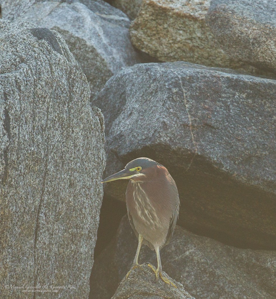 Green Heron - manuel grosselet