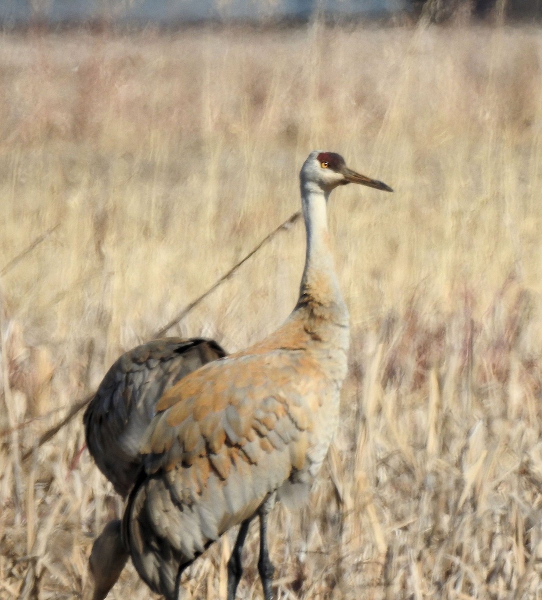 Sandhill Crane - ML423079561