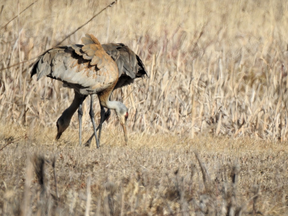 Sandhill Crane - Anna Kozlenko