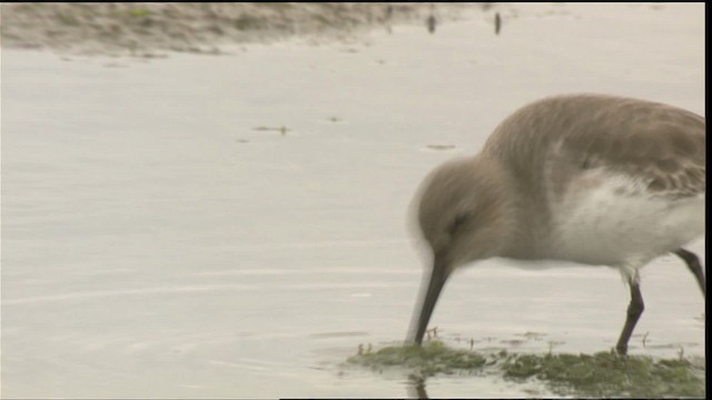 Dunlin - ML423080