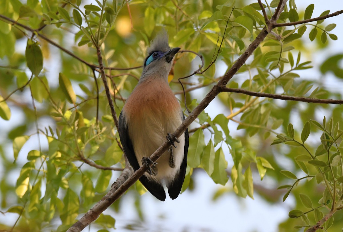 Crested Coua (Crested) - ML423081031