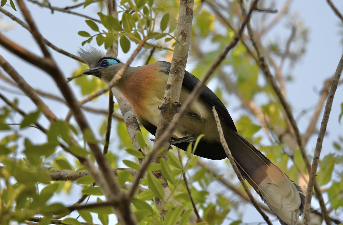 Crested Coua (Crested) - ML423081091