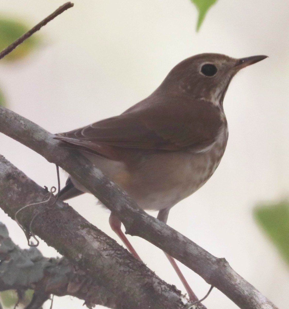 Hermit Thrush - William Scott