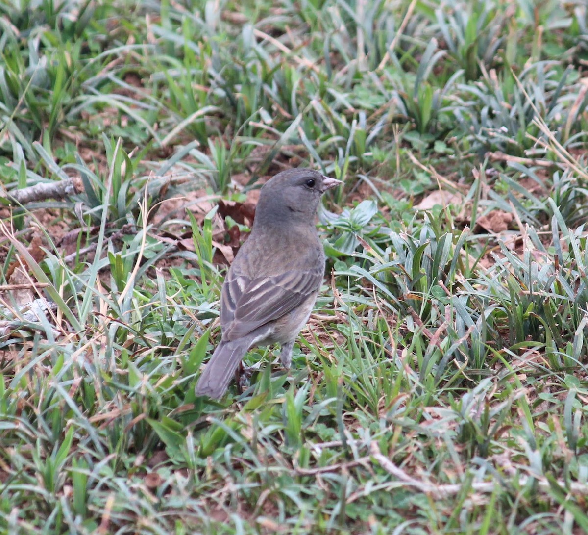 Junco ardoisé - ML423081551