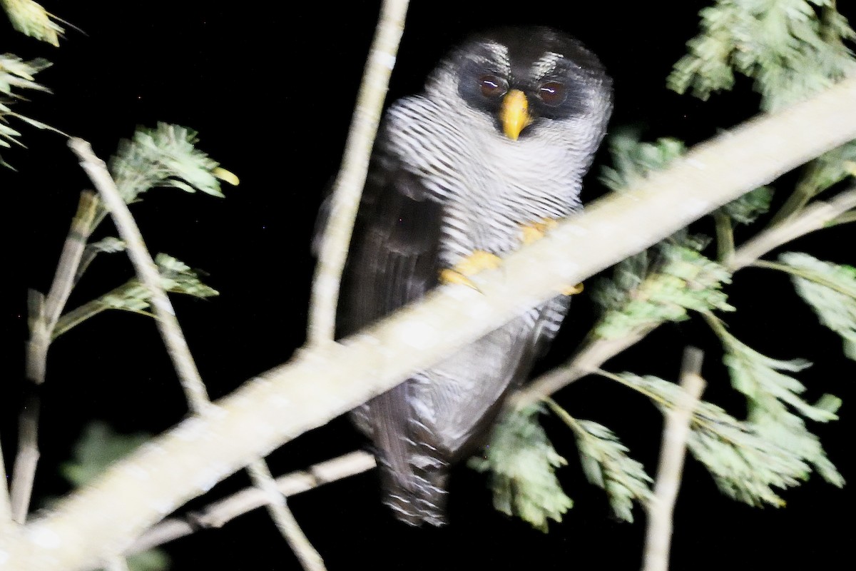 Black-and-white Owl - ML423081871