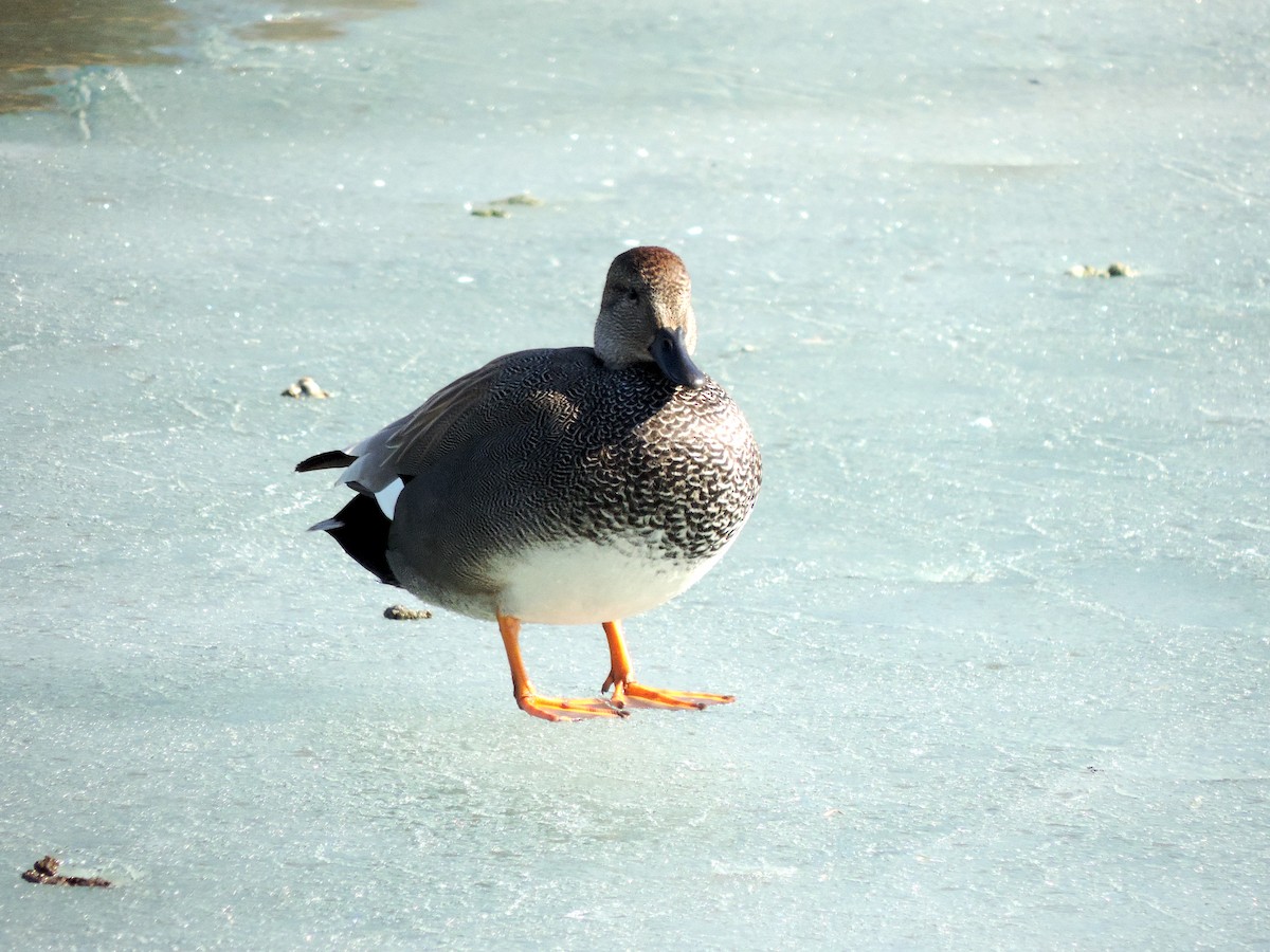 Canard chipeau - ML423082611