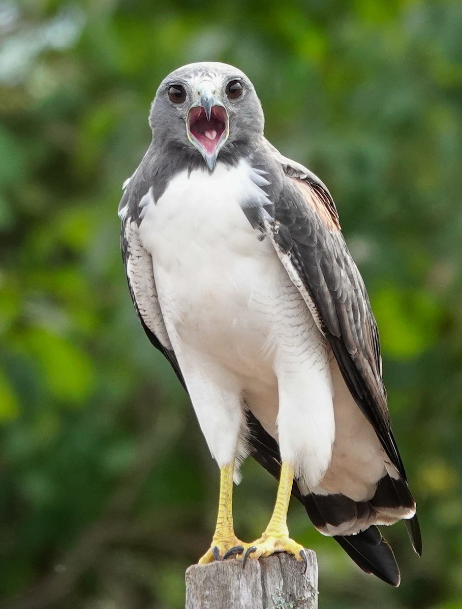 Weißschwanzbussard - ML423083141