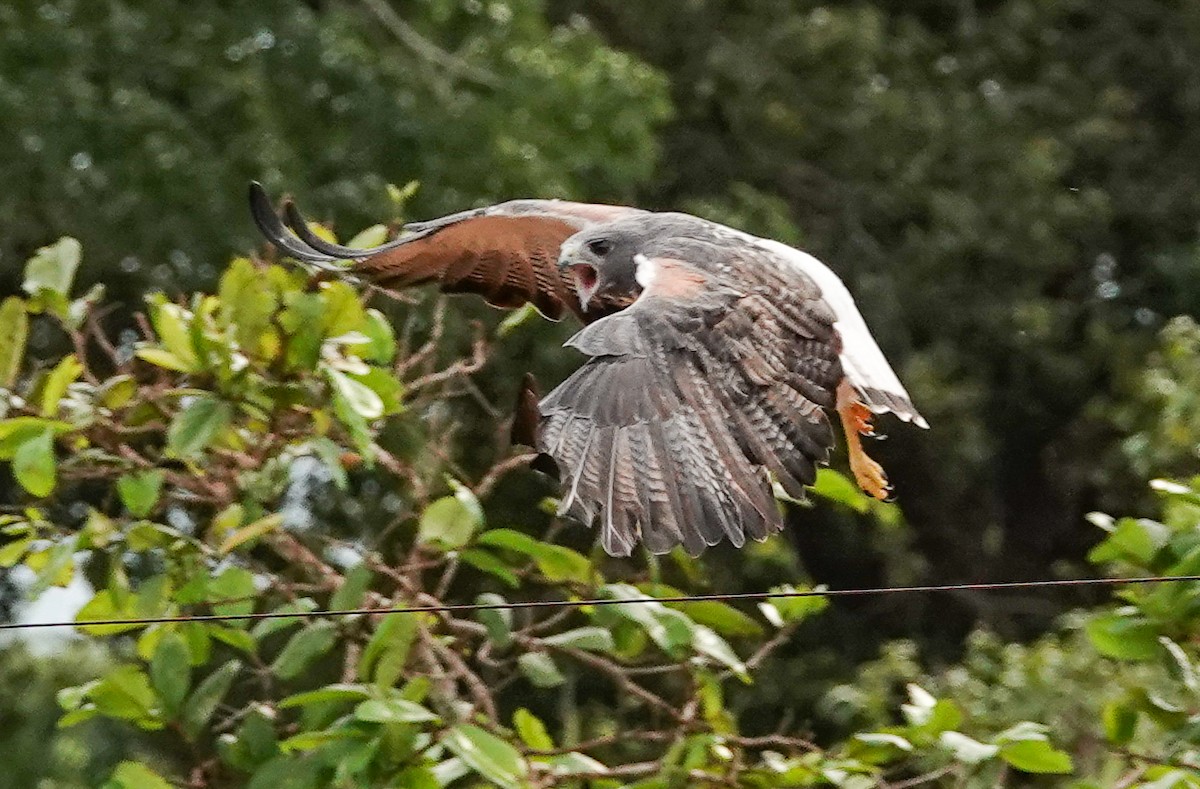 Weißschwanzbussard - ML423083191