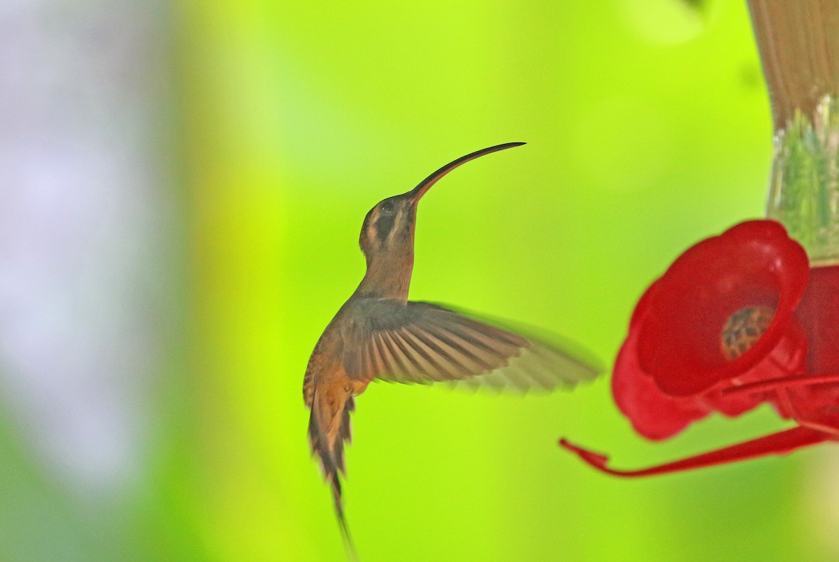 Long-billed Hermit - ML423084111