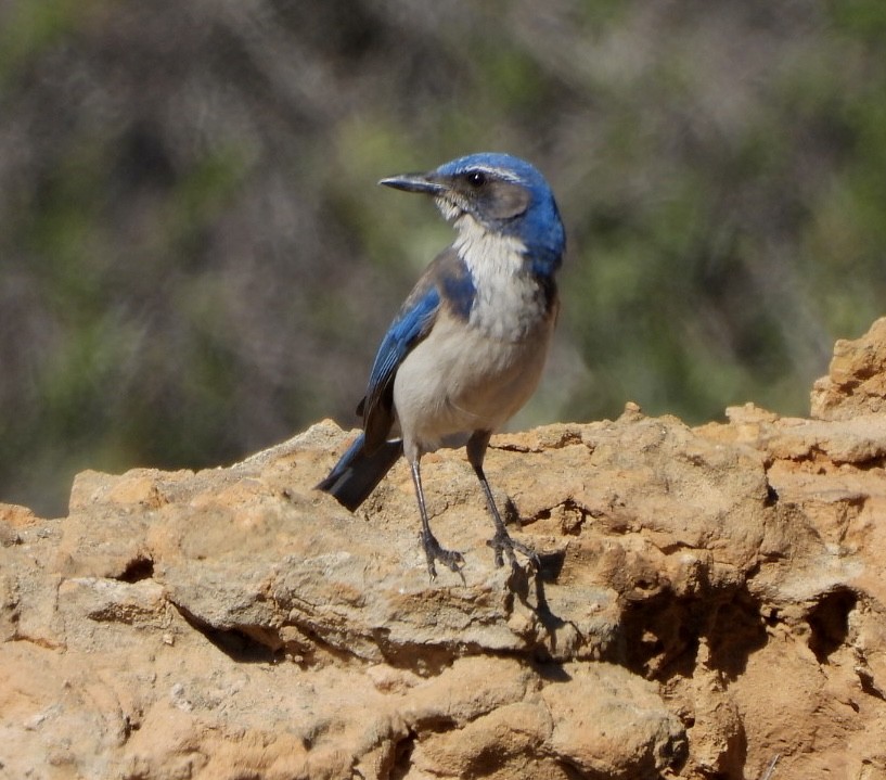 California Scrub-Jay - ML423085811