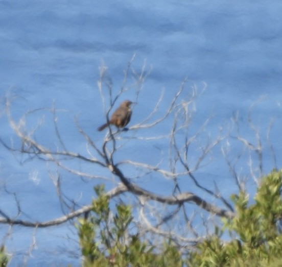 California Thrasher - ML423085831