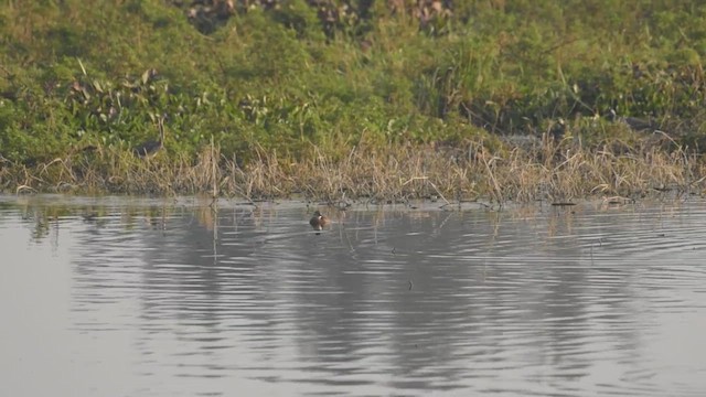 Masked Duck - ML423086161