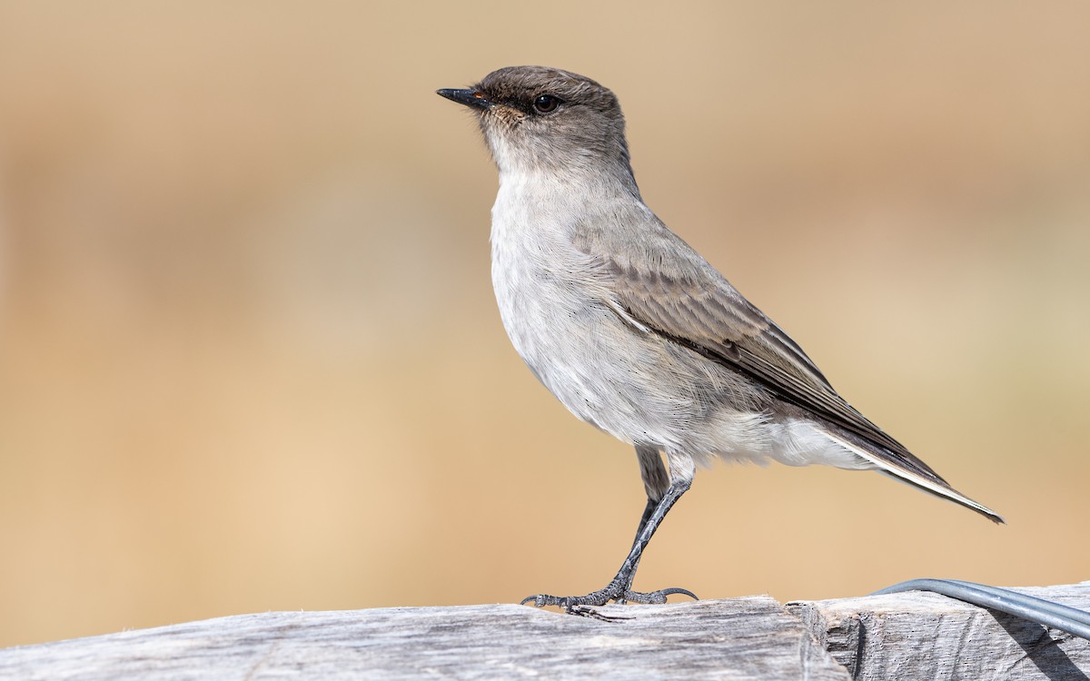 Dark-faced Ground-Tyrant - Mason Maron