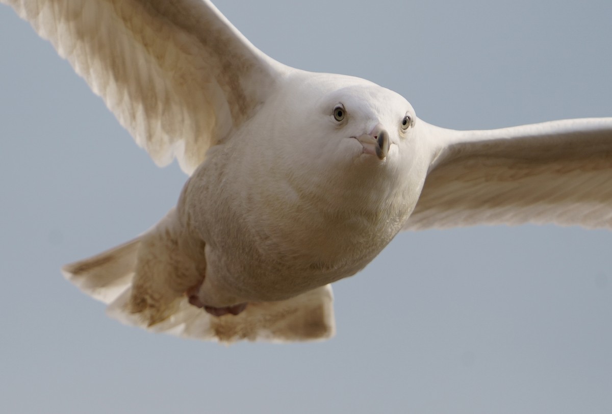 Glaucous Gull - ML423089601