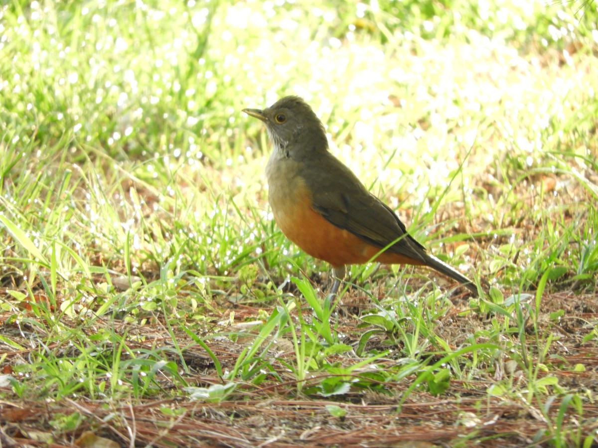 Rufous-bellied Thrush - ML423089631