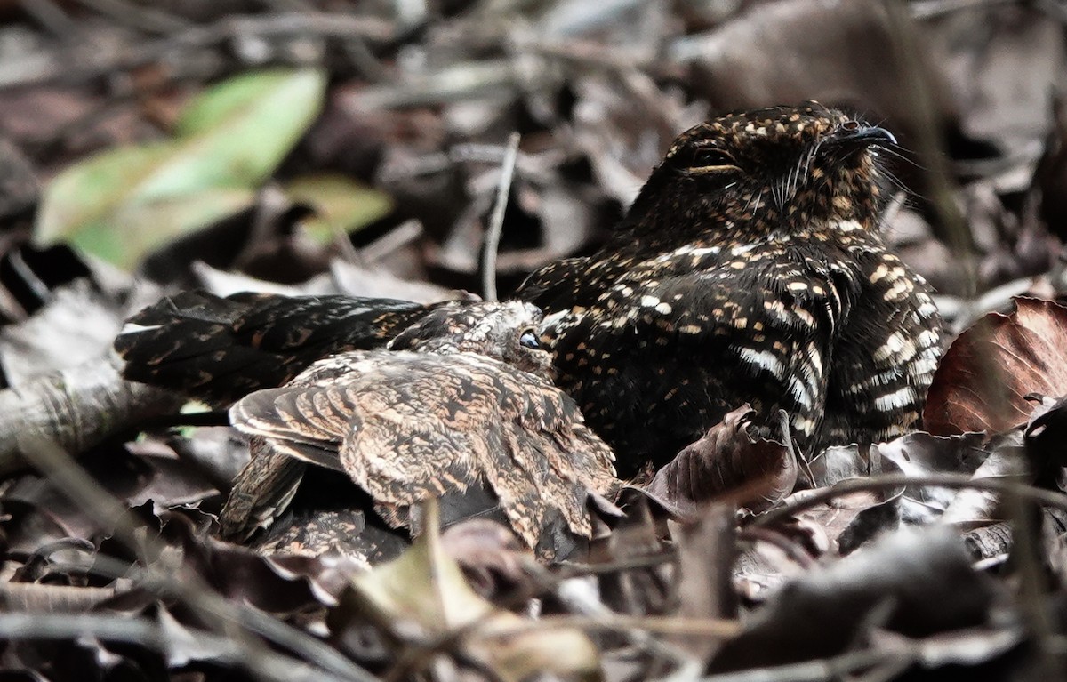 Blackish Nightjar - ML423090151