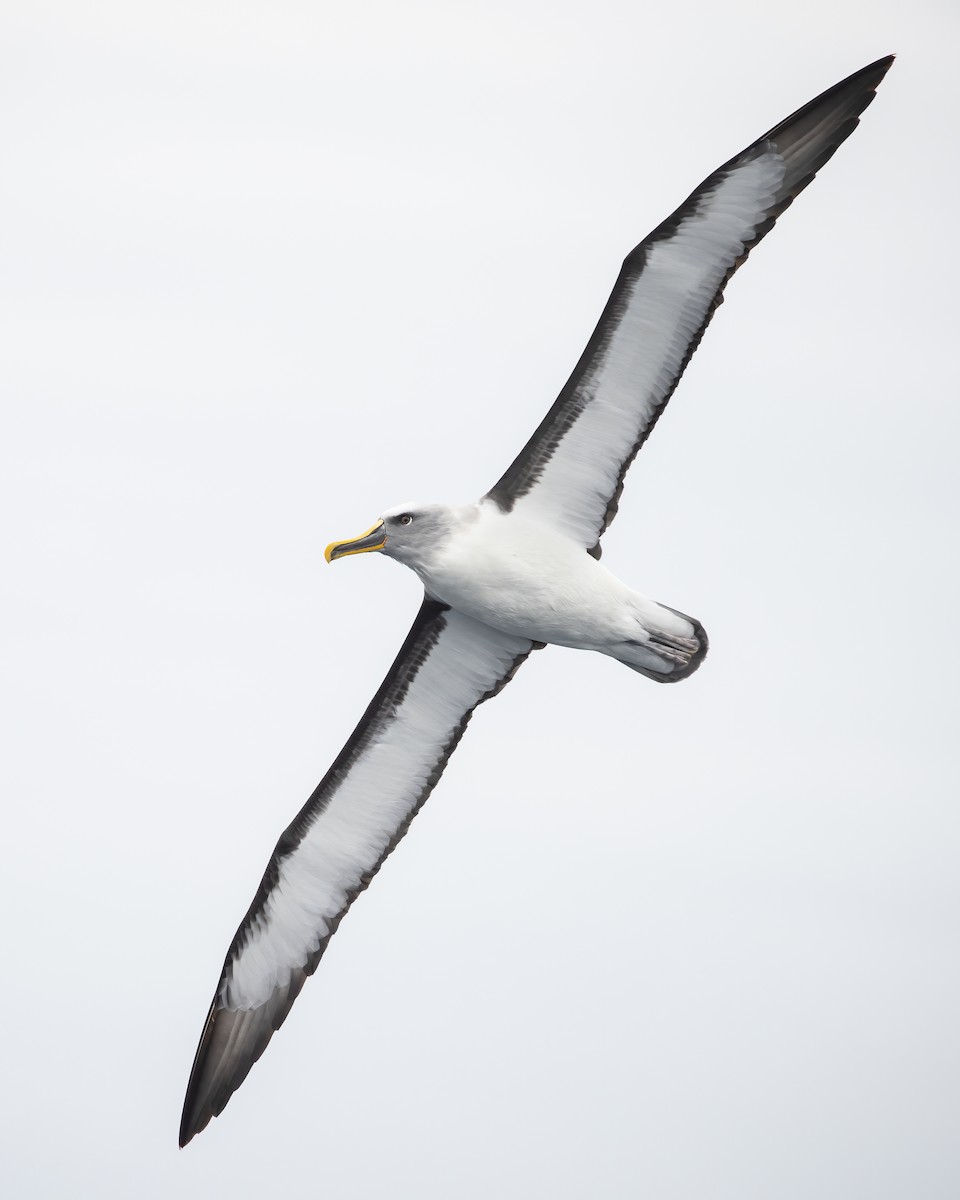 Buller's Albatross - ML423090201