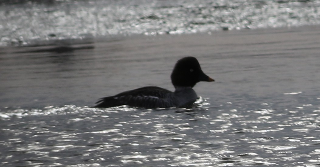 Common Goldeneye - ML42309071