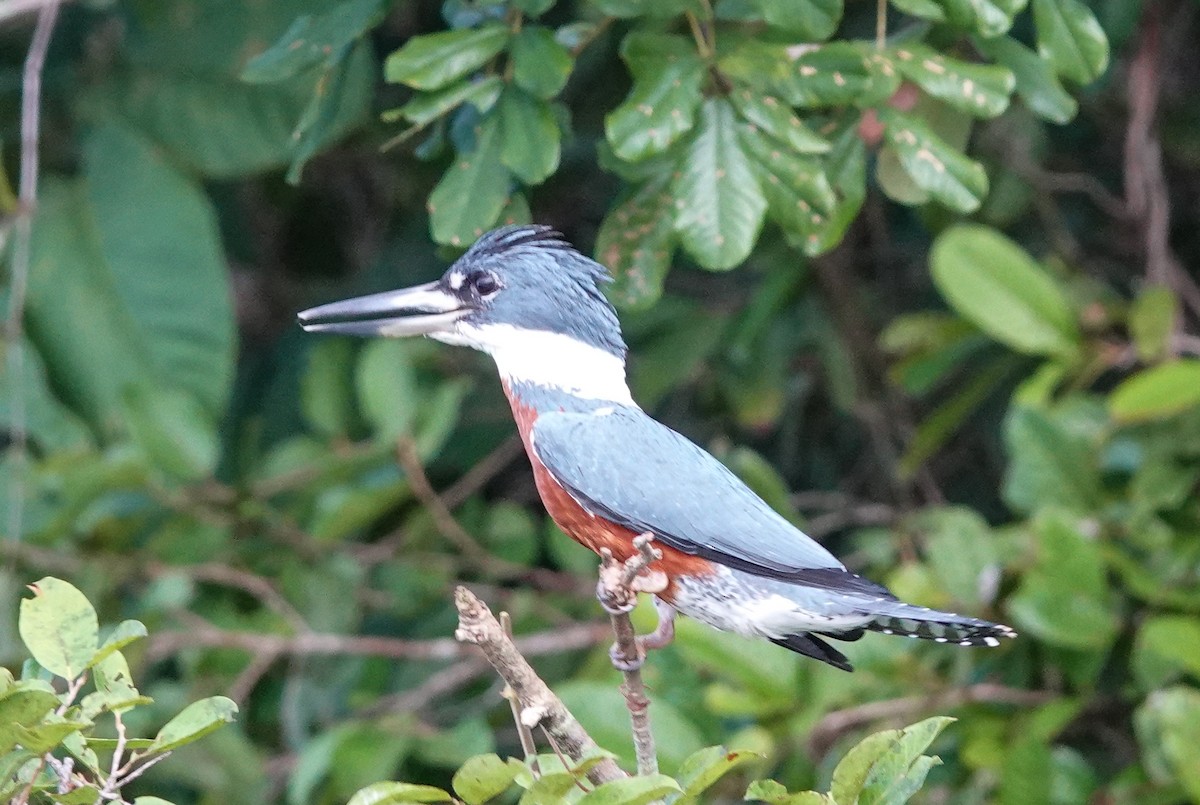 Martin-pêcheur à ventre roux - ML423091431