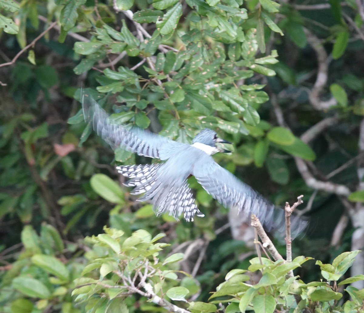 Ringed Kingfisher - ML423091461