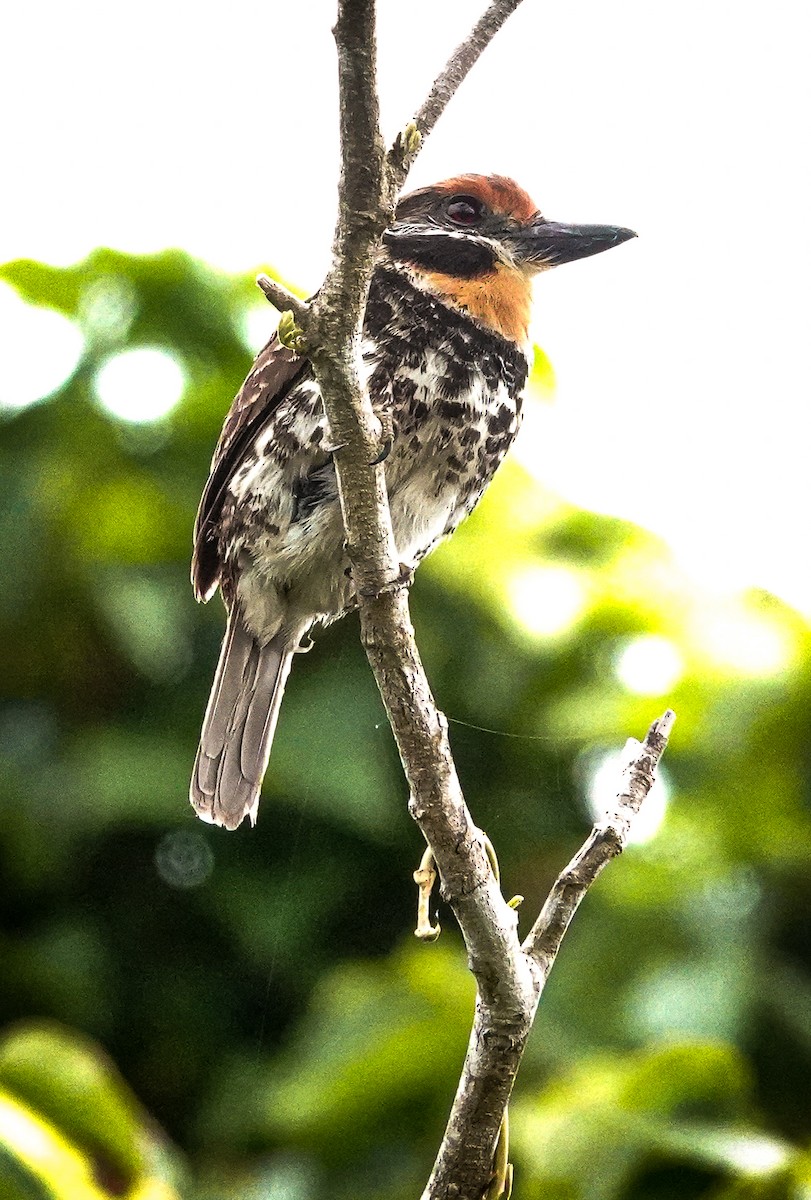 Spotted Puffbird - ML423091841