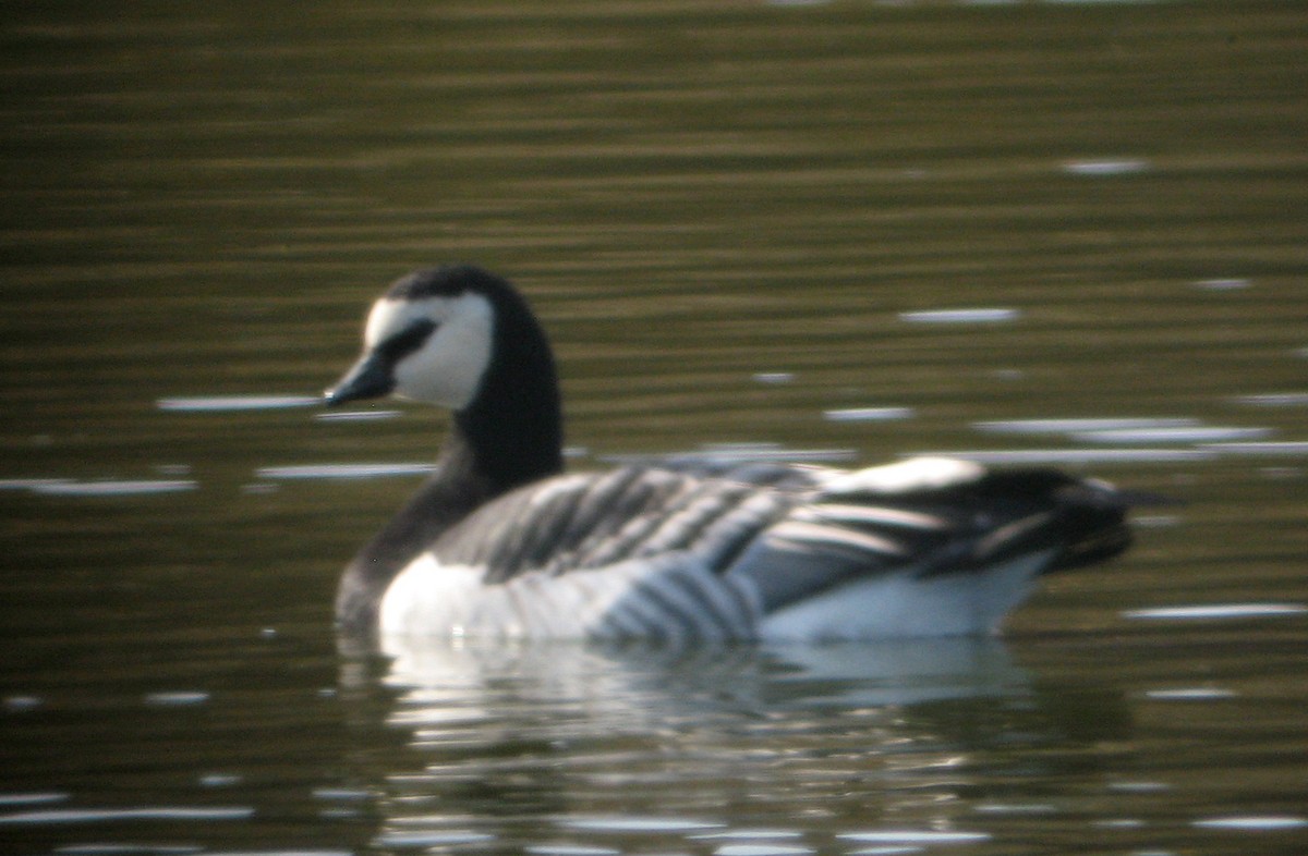 Barnacle Goose - ML423092291