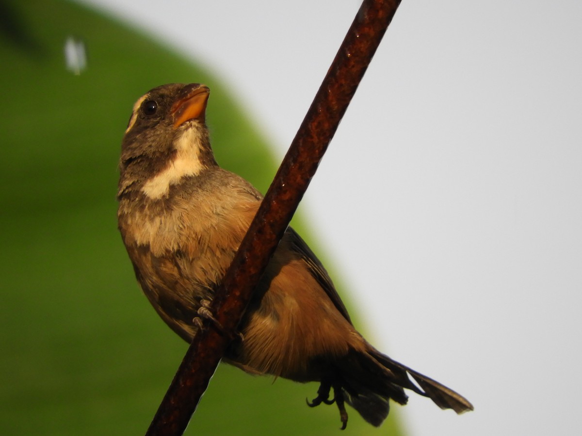 Golden-billed Saltator - ML423092721