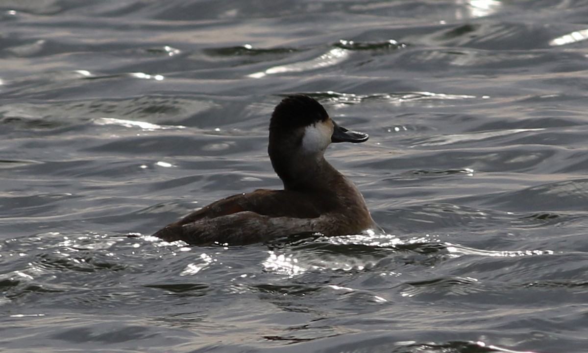 Ruddy Duck - ML42309281