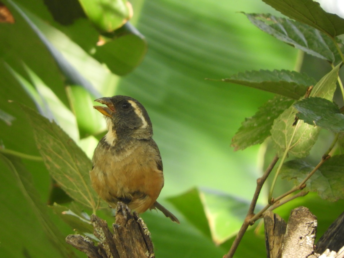 Golden-billed Saltator - ML423093291