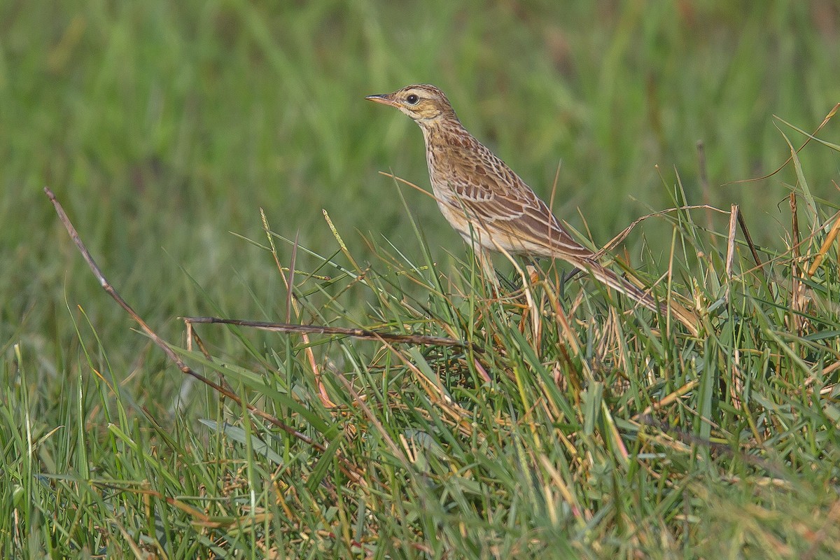 Richard's Pipit - PMDE ESTEVES