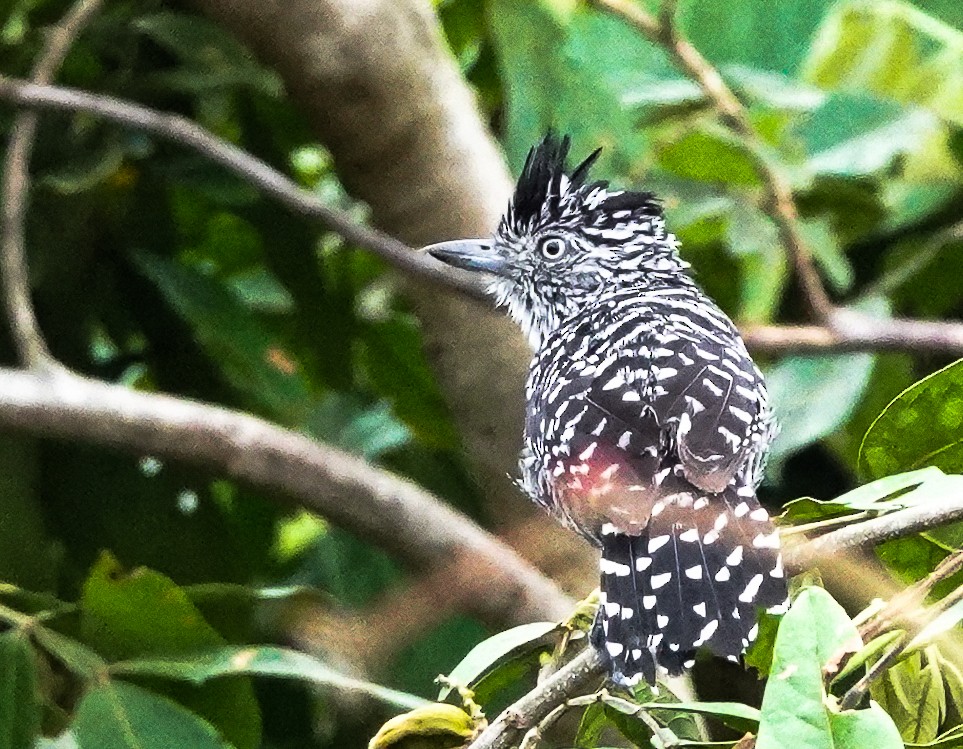 Barred Antshrike - Neil and Carolyn Lindsay