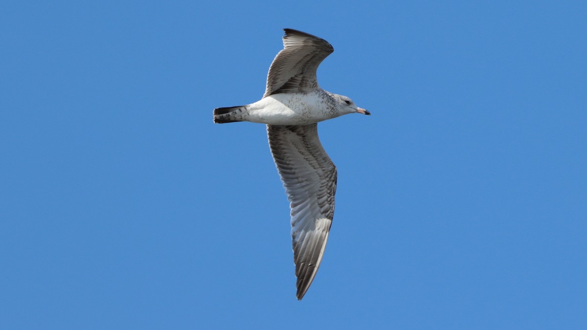 California Gull - Bez Bezuidenhout