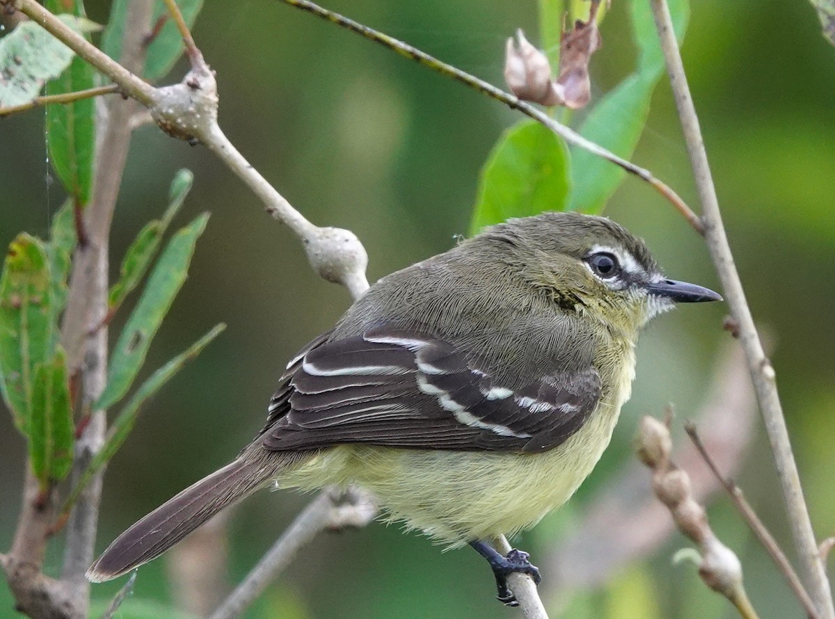 Amazonian Tyrannulet - Neil and Carolyn Lindsay