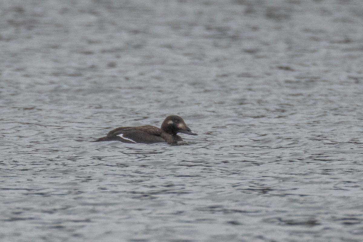 White-winged Scoter - ML423096531