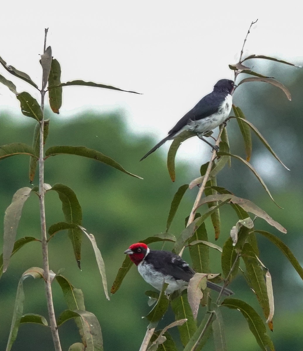 Crimson-fronted Cardinal (Araguaia) - ML423097651