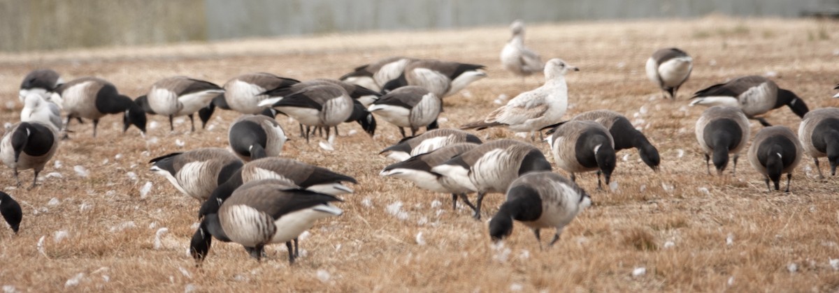 Brant - ML423099531