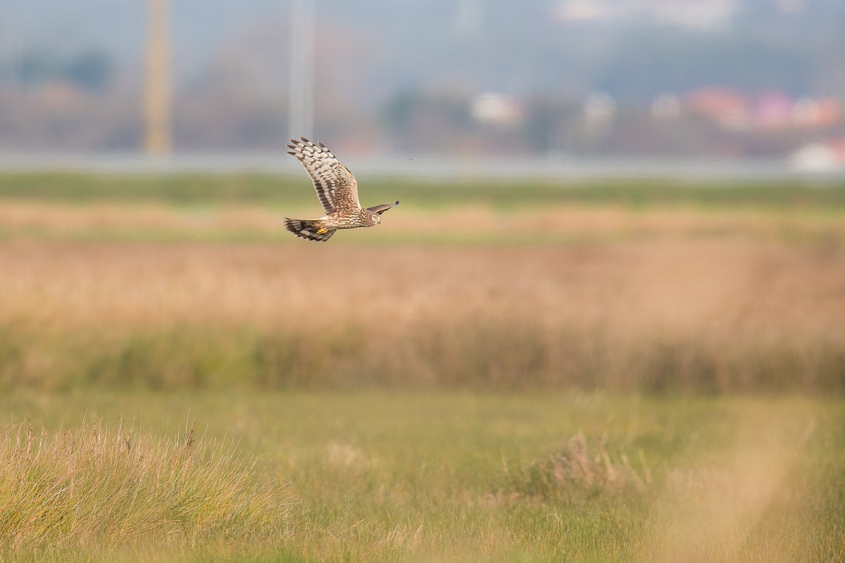 Hen Harrier - ML42309961