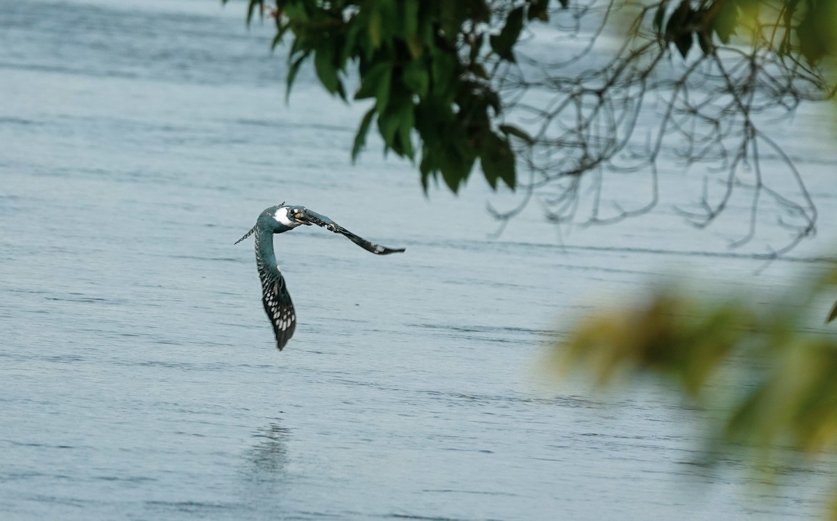 Ringed Kingfisher - Neil and Carolyn Lindsay