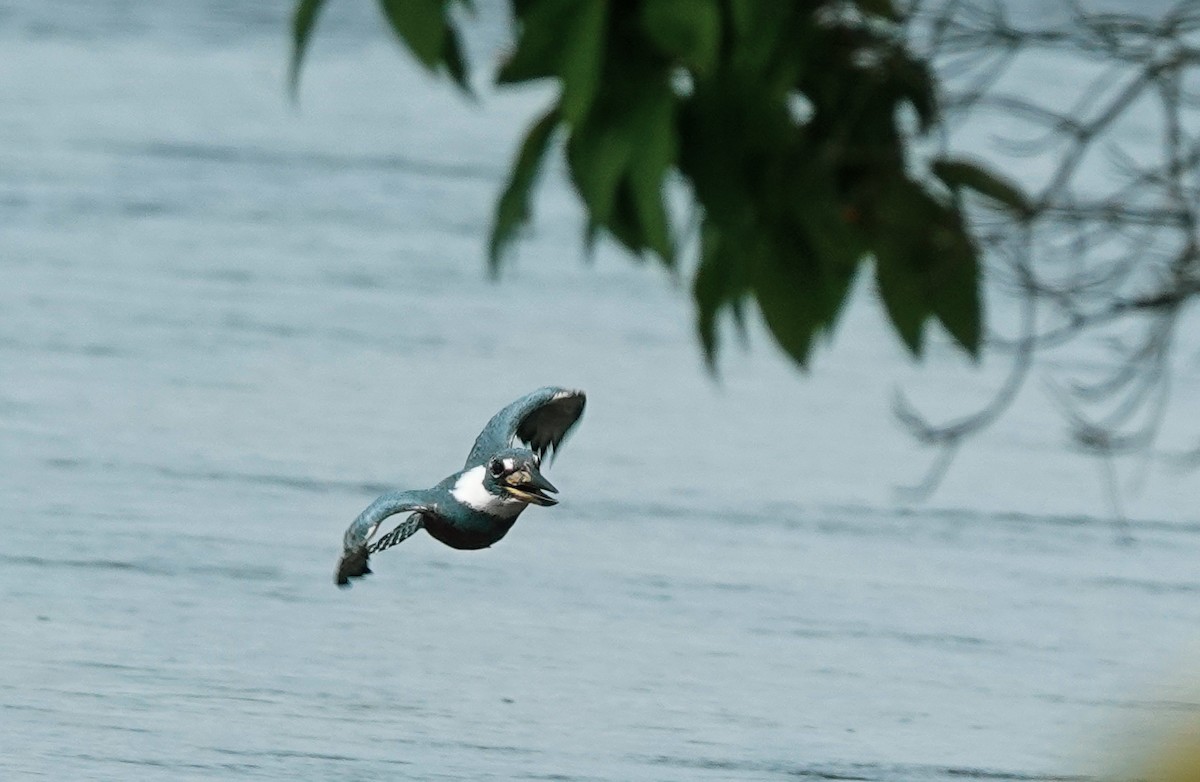 Ringed Kingfisher - ML423099651