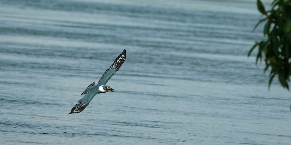 Ringed Kingfisher - ML423099731