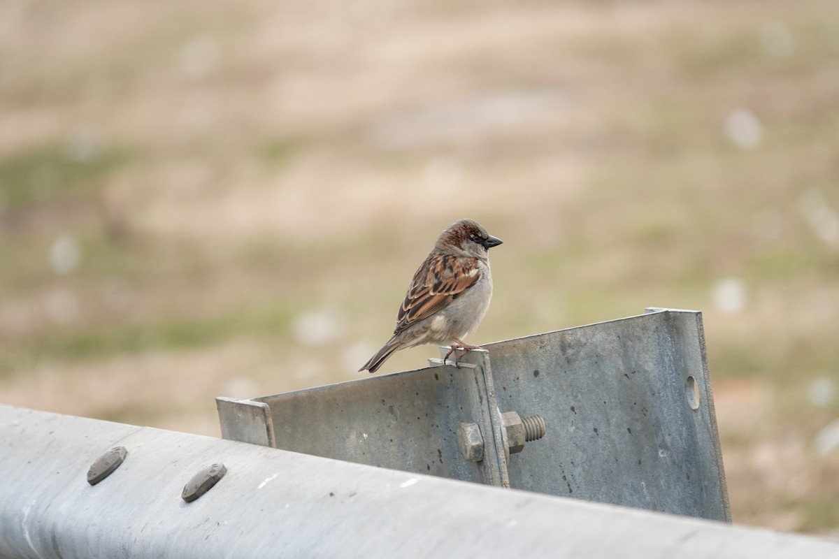 House Sparrow - ML423101201