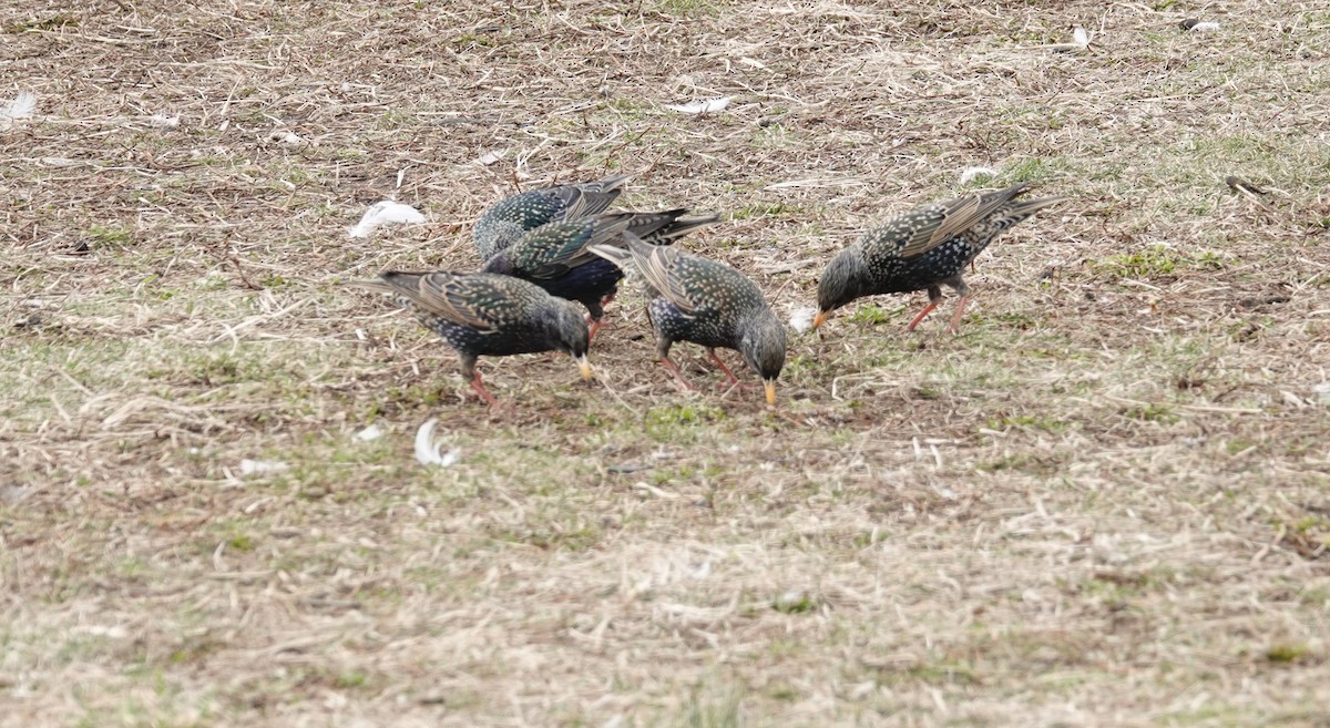 European Starling - ML423101241