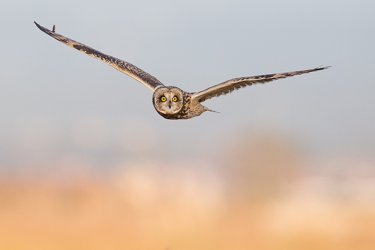 Short-eared Owl - ML42310141