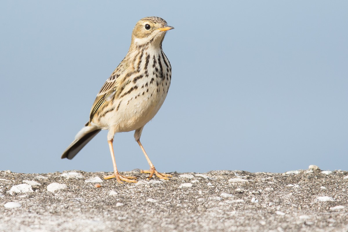 Meadow Pipit - PMDE ESTEVES