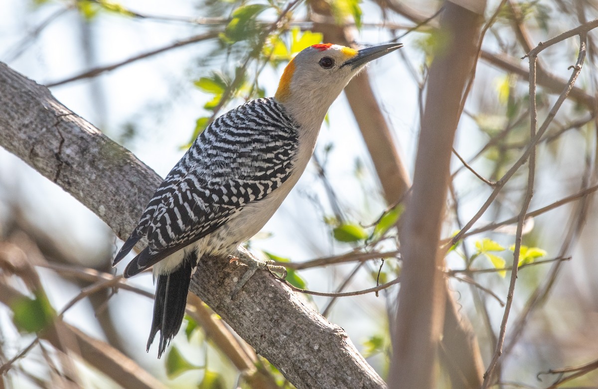 Golden-fronted Woodpecker (Northern) - ML423105021