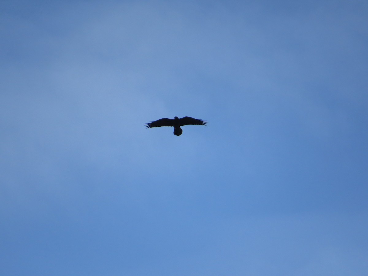 Common Raven - ML42310621